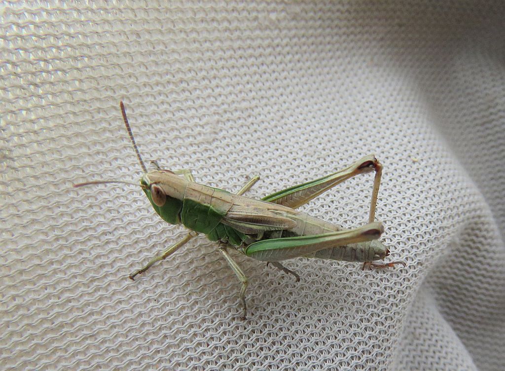  Meadow Grasshopper 